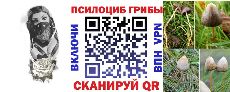 Купить где  Калтан  Галлюциногенные грибы Psilocybe 